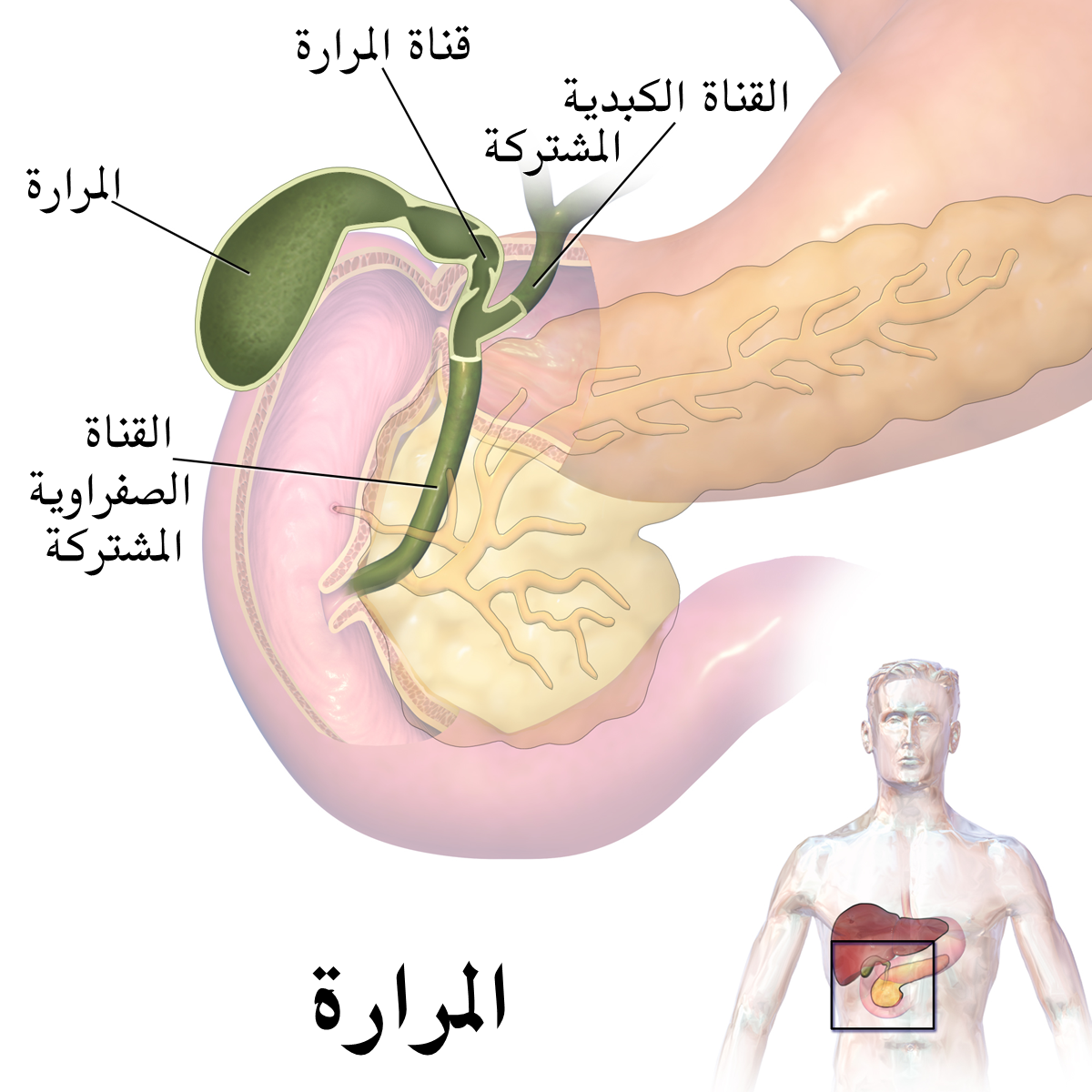 اعراض الاصابة بالمرارة - كيف يعرف الشخص عن اصابته بالمرارة 2930