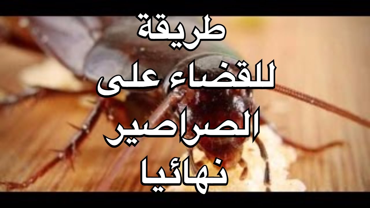 طريقة التخلص من الصراصير في المنزل , وصفات لابادة الصراصير