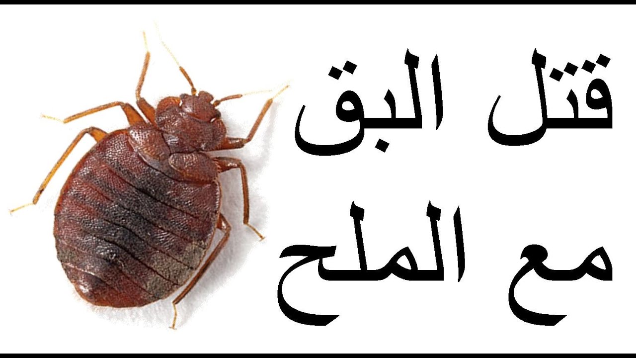 هل البق يطير - ما هي حشرة البق 3850 1