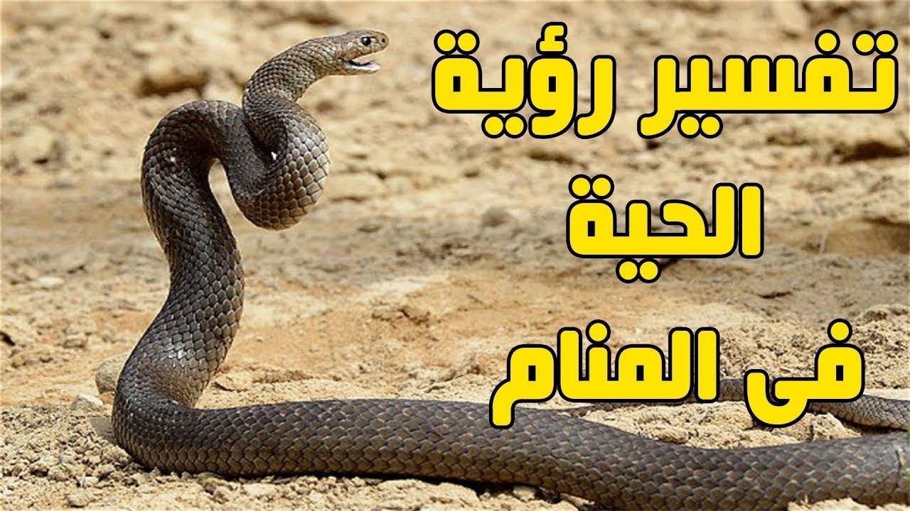 رؤية الحية في المنام - الثعبان في المنام 6665 1