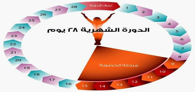 الاباضه بعد الدوره الشهريه - كيفه حساب فتره التبويض 3098 4