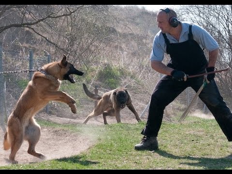 كيفية تشريس الكلاب الجبانة - تشجيع الكلاب وتدريبها على الشراسة و القوة 2649 1