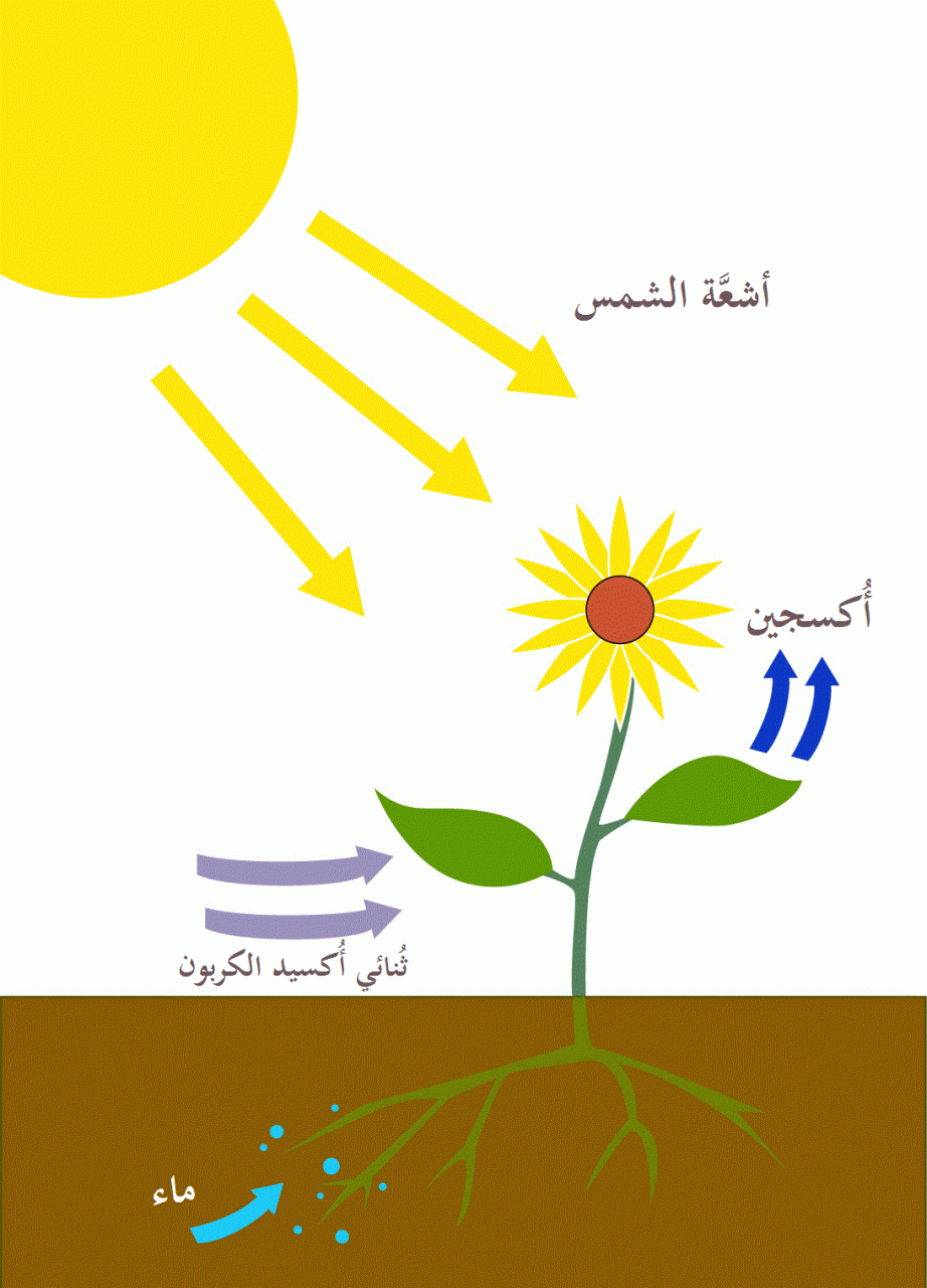 الكلوروفيل في النبات - اليخضور وعملية البناء الضوئي 177