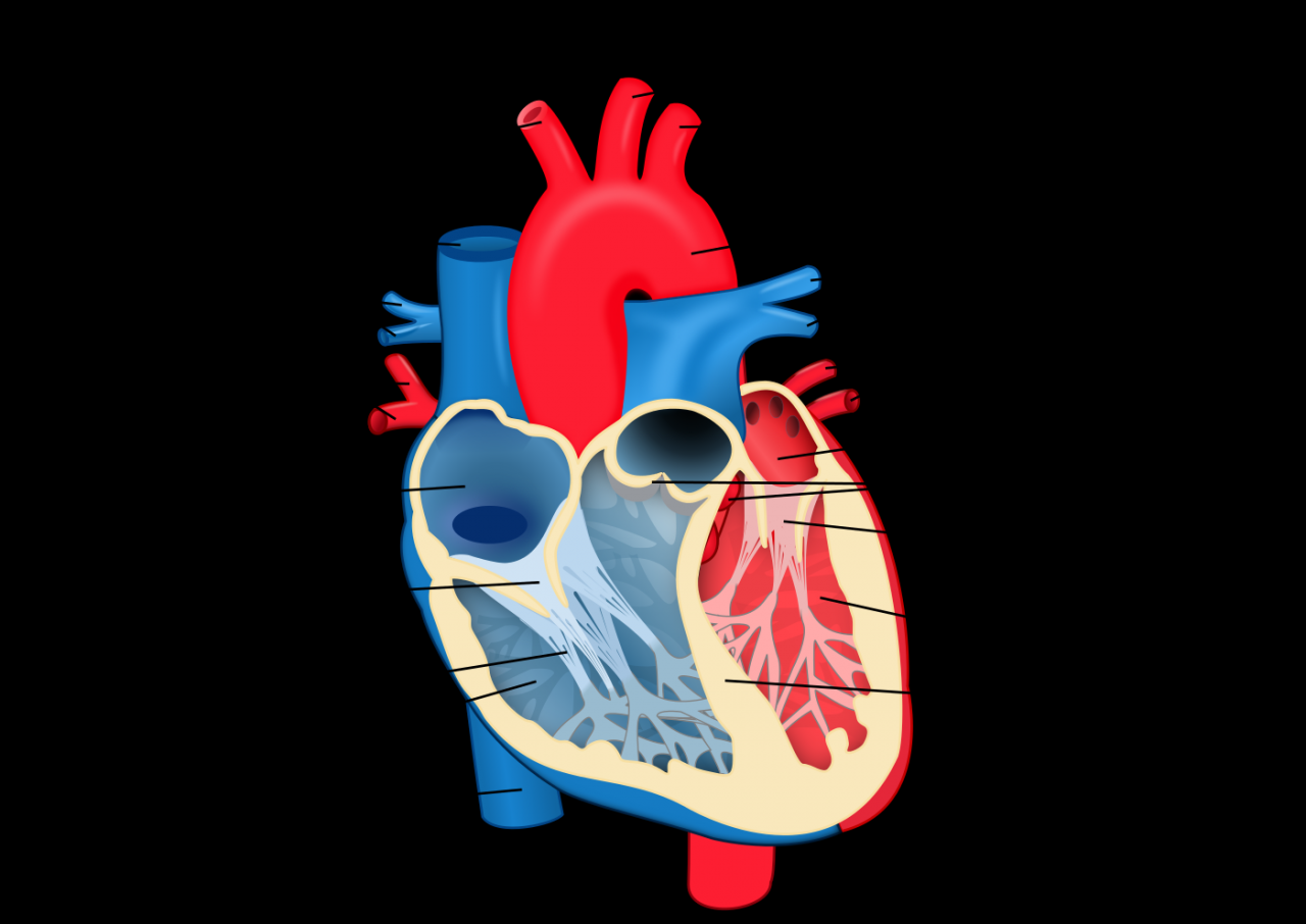 كيف يعمل القلب - مما يتكون القلب وما هي ٱلية عمله 3422