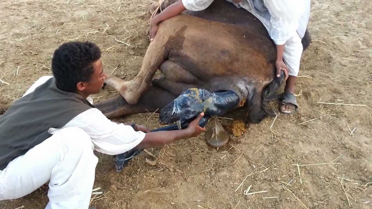 ولادة حيوانات طبيعية , ازاي الحيوانات بتولد من غير دكتور