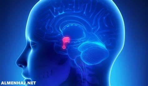 معلومات هامة , ما هي الغدة التي تسيطر على معظم النشاطات الحيوية في الجسم و تساعدة؟