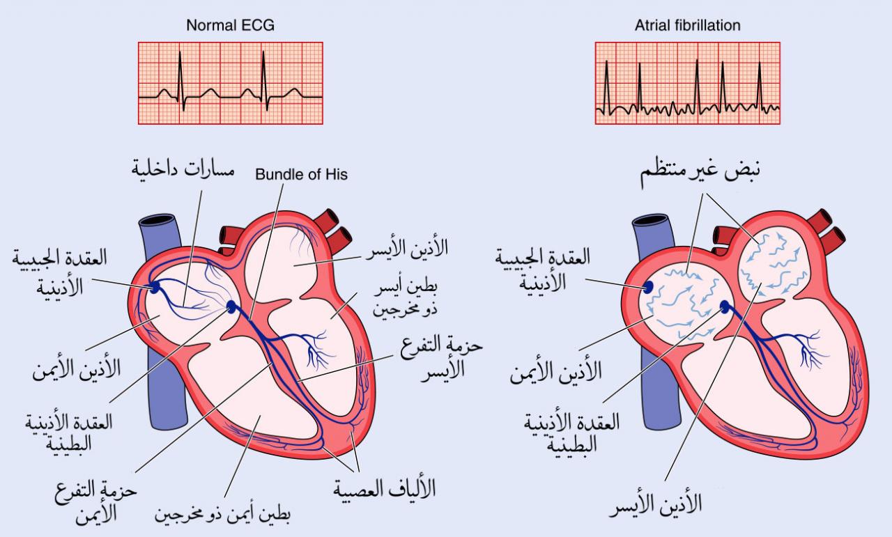 كيف يعمل القلب - مما يتكون القلب وما هي ٱلية عمله 3422 2