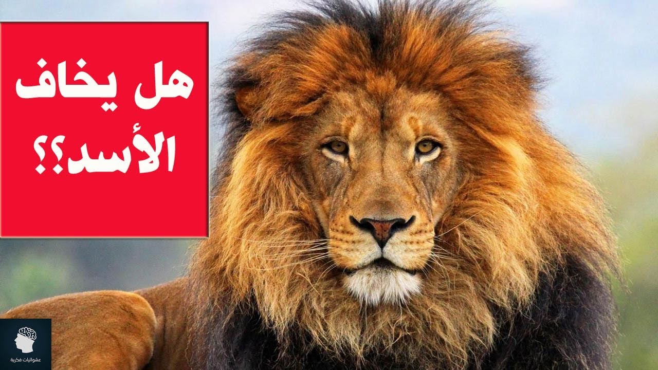 اخطر حيوان في العالم الاسد يخاف منه , هل يوجد حيوان أخطر من الاسد