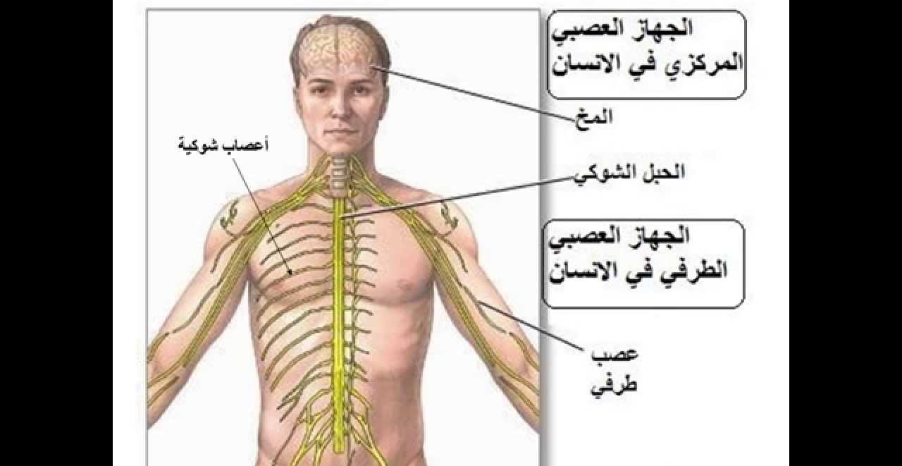 ما هو الجهاز العصبي - دور الجهاز العصبي في الجسم 1375