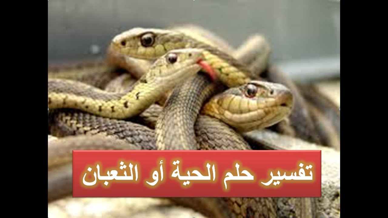 تفسير الاحلام الافعى , حلمت بثعبان فما تفسيره