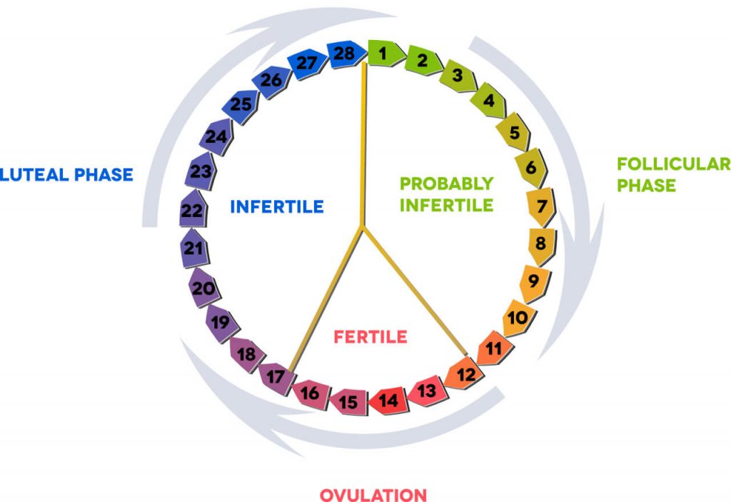 الدورة المنتظمة والحمل - وما هى افضل فترة للتبويض و الخصوبة 3221 2