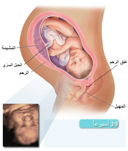 الحمل فى الشهر التاسع - معلومات للحوامل عن الشهر الاخير في الحمل